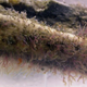 Image for article titled Zombie Worms Feasted On The Bones of Ancient Marine Reptiles